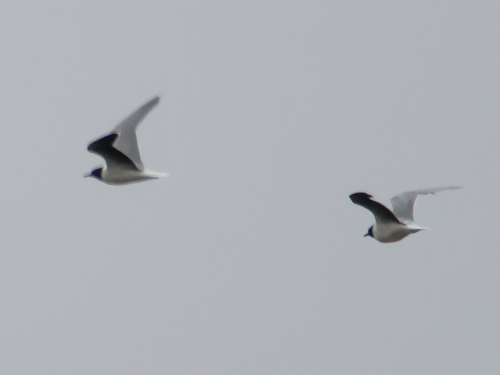 Photo of Little Gull